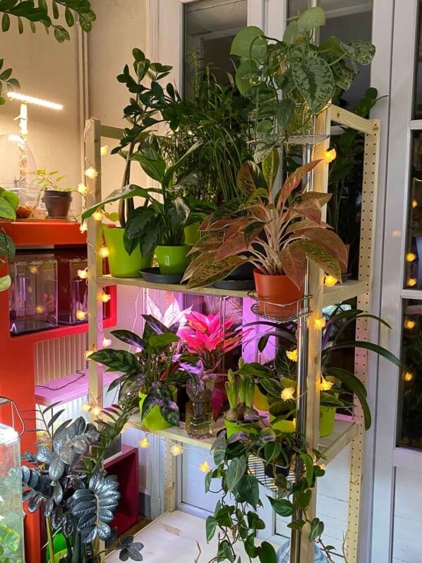 Mes plantes d'intérieur sous les lumières en soirée, Paris 19e (75) 