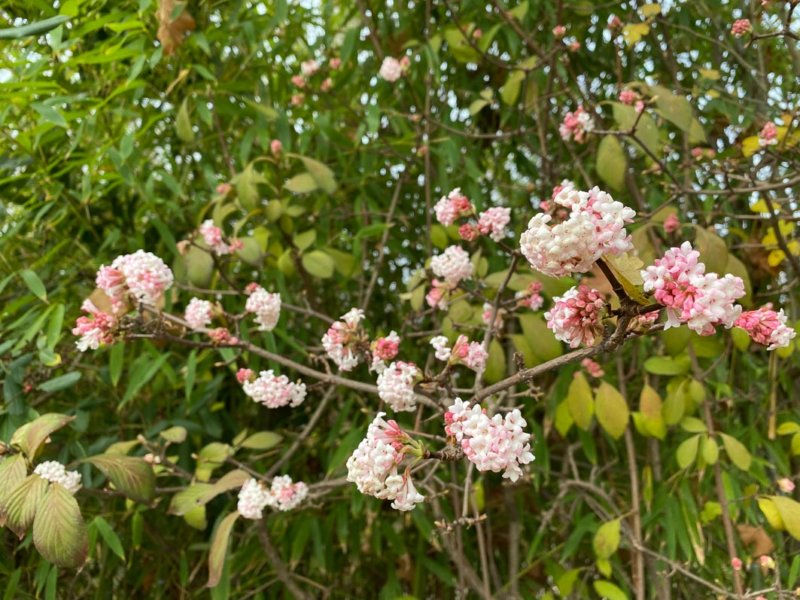 Viorne, Viburnum bodnantense, en automne dans le parc de Bercy, Paris 12e (75)