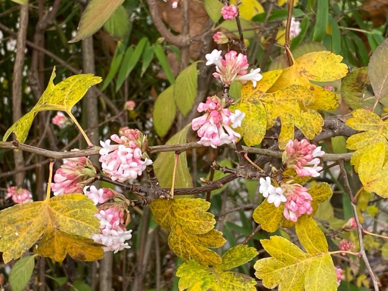 Viorne, Viburnum bodnantense, en automne dans le parc de Bercy, Paris 12e (75)