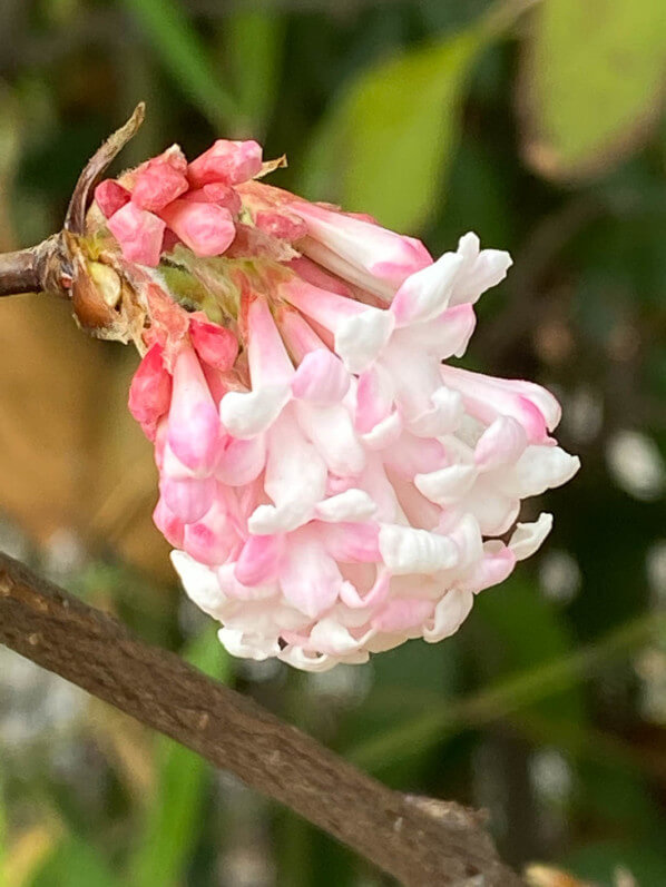 Viorne, Viburnum bodnantense, en automne dans le parc de Bercy, Paris 12e (75)