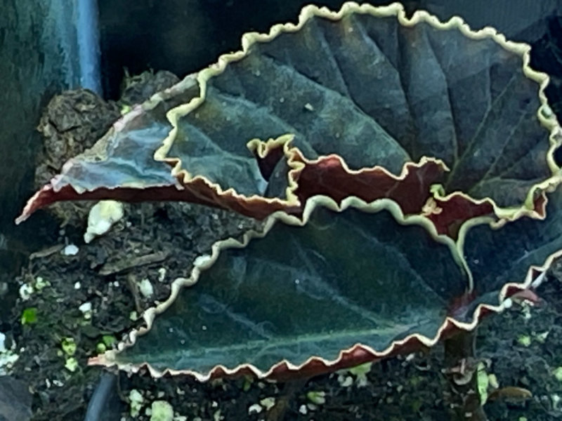 Begonia darthvaderiana, plante d'intérieur, Paris 19e (75)