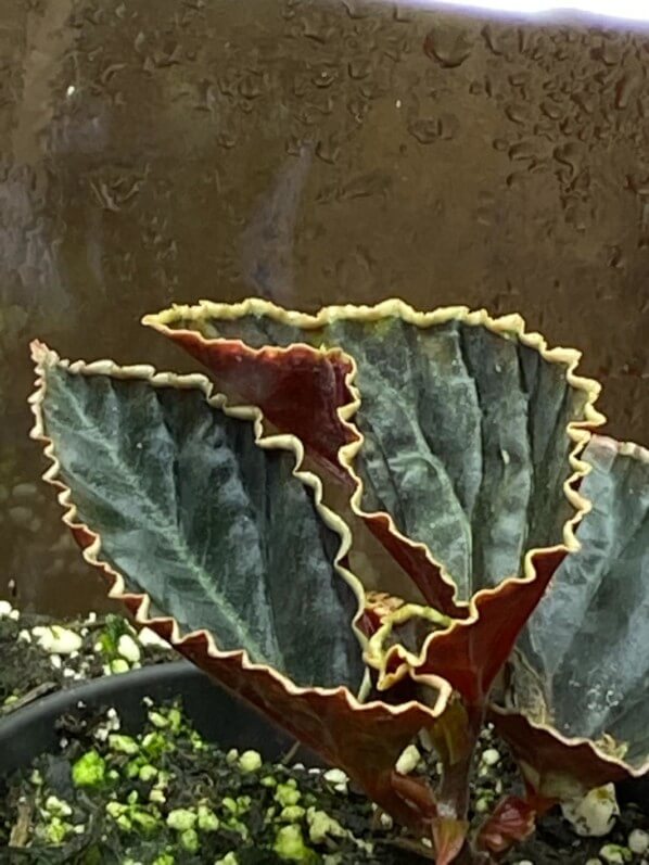Begonia darthvaderiana, plante d'intérieur, Paris 19e (75)
