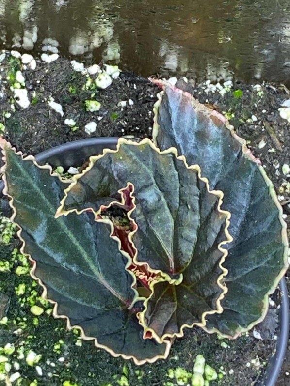 Begonia darthvaderiana, plante d'intérieur, Paris 19e (75)