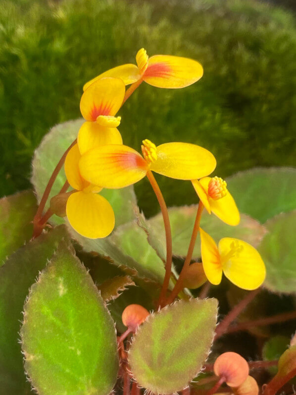 Begonia vankerckhovenii, Bégoniacées, plante d'intérieur, Paris 19e (75)