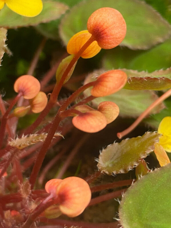 Begonia vankerckhovenii, Bégoniacées, plante d'intérieur, Paris 19e (75)