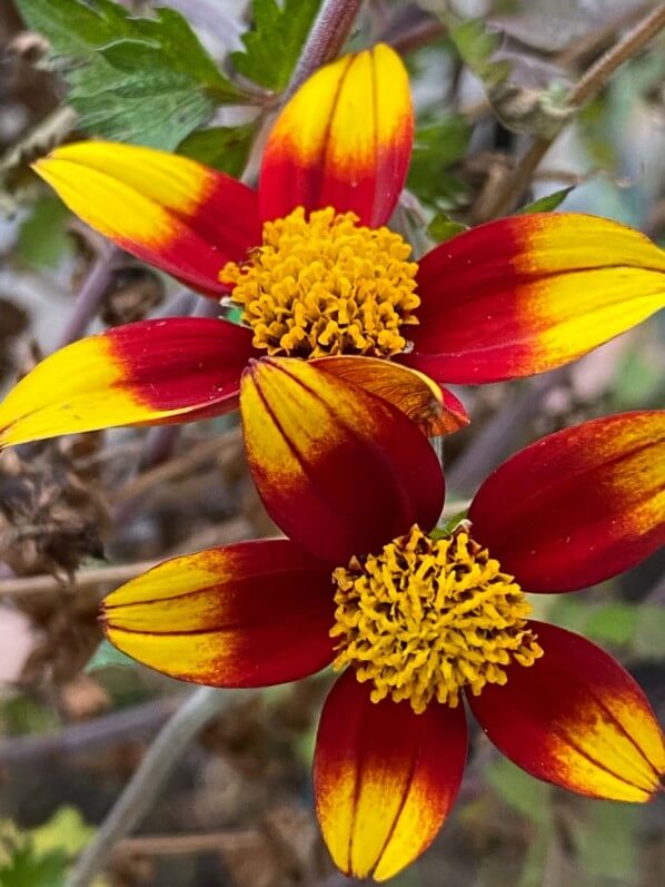 Bidens 'Spicy Dark Red', fleur, en hiver sur mon balcon parisien, Paris 19e (75)