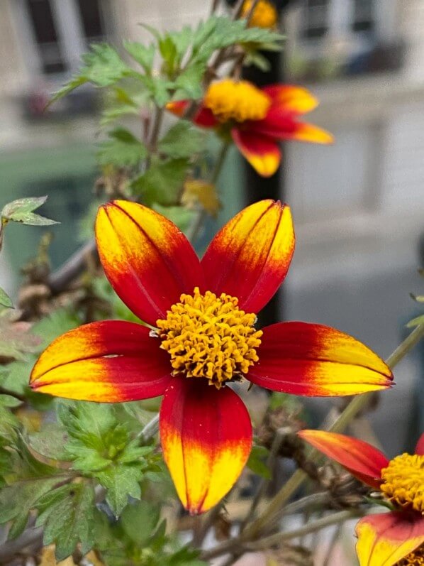 Bidens 'Spicy Dark Red', fleur, en hiver sur mon balcon parisien, Paris 19e (75)