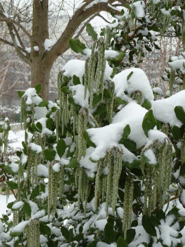 Garrya elliptica sous la neige, Parc de Passy, Paris 16e (75)