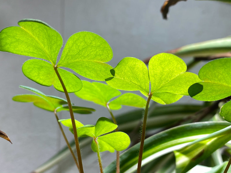 Oxalis, faux trèfle, mauvaise herbe, plante d'intérieur, Paris 19e (75)