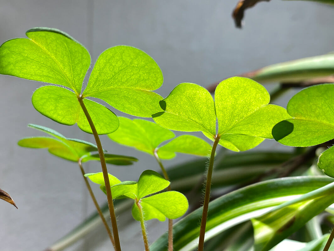 Lire la suite à propos de l’article Quand un oxalis joue les plantes d’intérieur