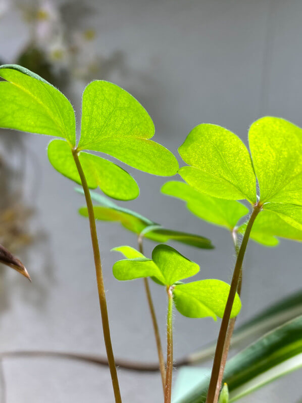 Oxalis, faux trèfle, mauvaise herbe, plante d'intérieur, Paris 19e (75)