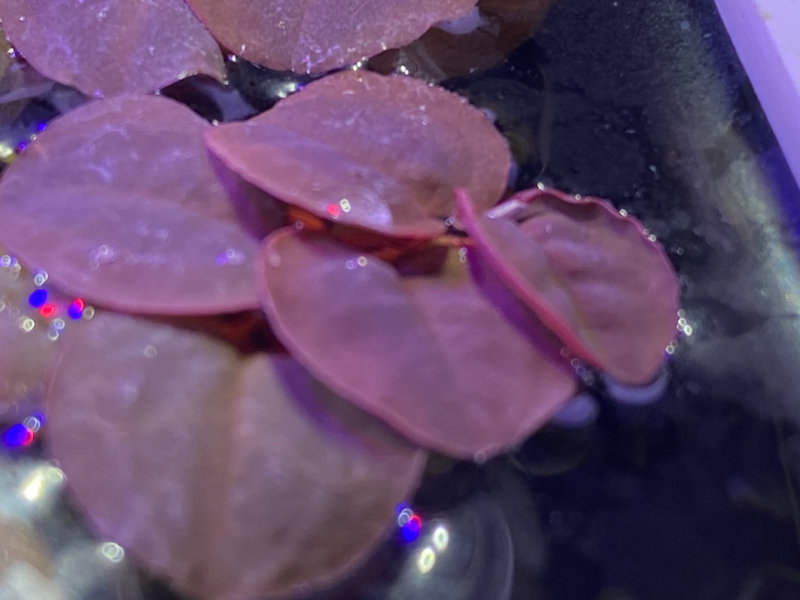 Phyllanthus fluitans, plante aquatique, nano aquarium, Paris 19e (75)