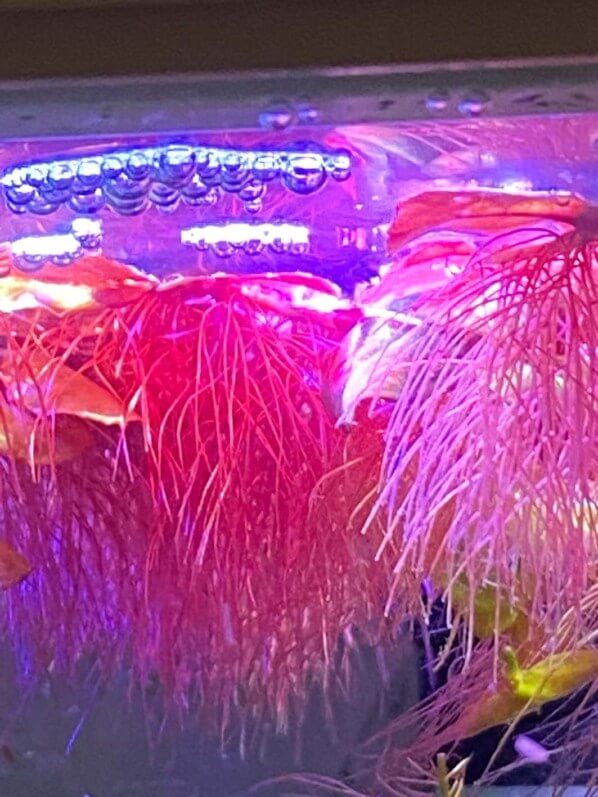 Phyllanthus fluitans, pico aquarium, plante aquatique, plante flottante, nano aquarium, Paris 19e (75)