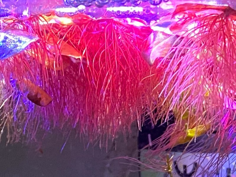 Phyllanthus fluitans, pico aquarium, plante aquatique, plante flottante, nano aquarium, Paris 19e (75)