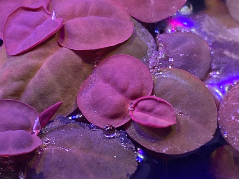 Phyllanthus fluitans, pico aquarium, plante aquatique, plante flottante, nano aquarium, Paris 19e (75)
