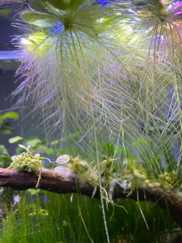 Racines de Pistia stratiotes Mini, plante aquatique, nano aquarium, Paris 19e (75)
