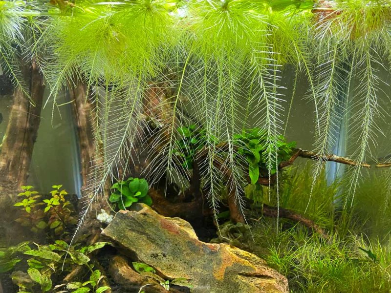 Racines de Pistia stratiotes Mini, plante aquatique, nano aquarium, Paris 19e (75)