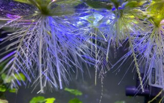 Pistia stratiotes Mini, plante aquatique flottante, Araceae, nano aquarium, Paris 19e (75)
