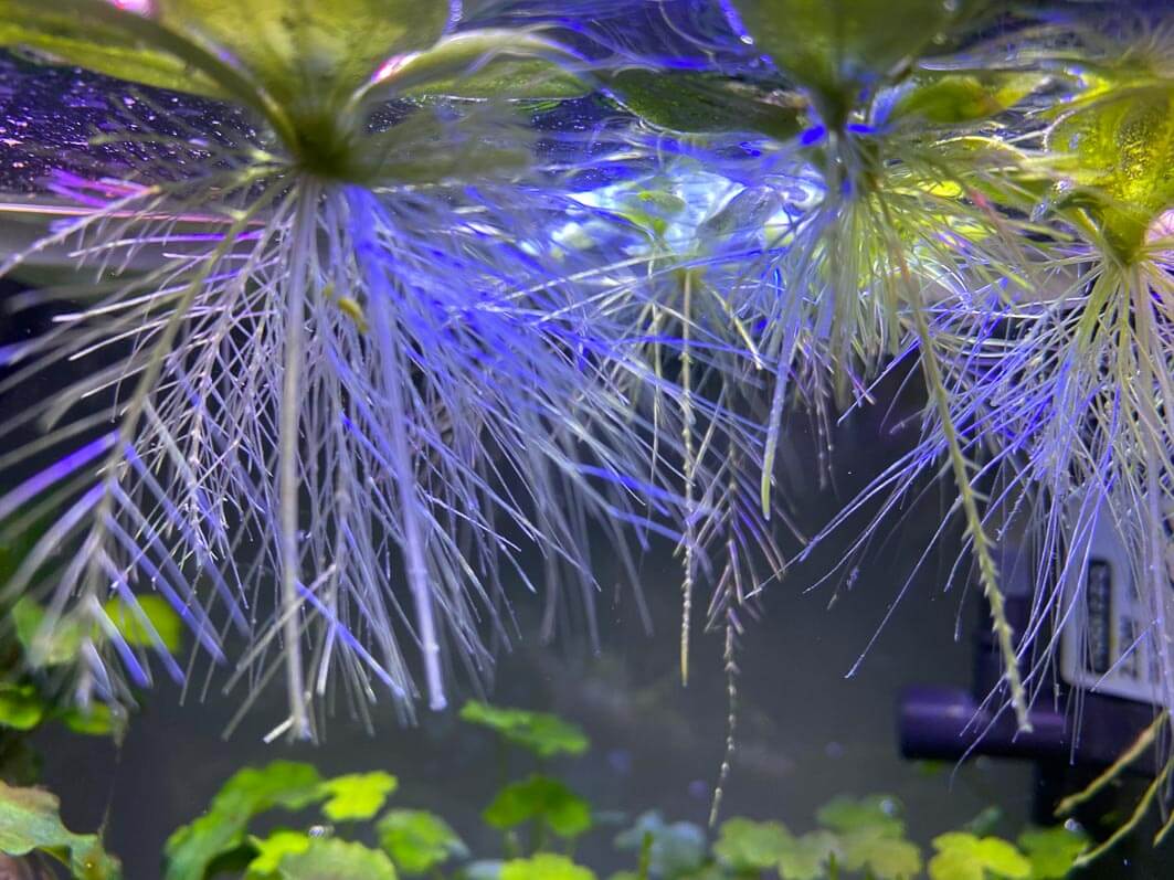 Lire la suite à propos de l’article L’élégance des grandes racines de la Pistia stratiotes Mini