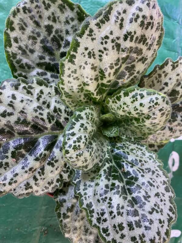 Streptocarpus 'Pretty Turtle', Gesnériacées, plante d'intérieur, Paris 19e (75)