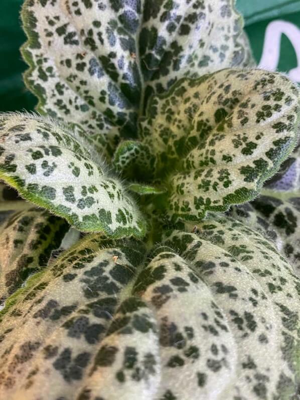 Streptocarpus 'Pretty Turtle', Gesnériacées, plante d'intérieur, Paris 19e (75)