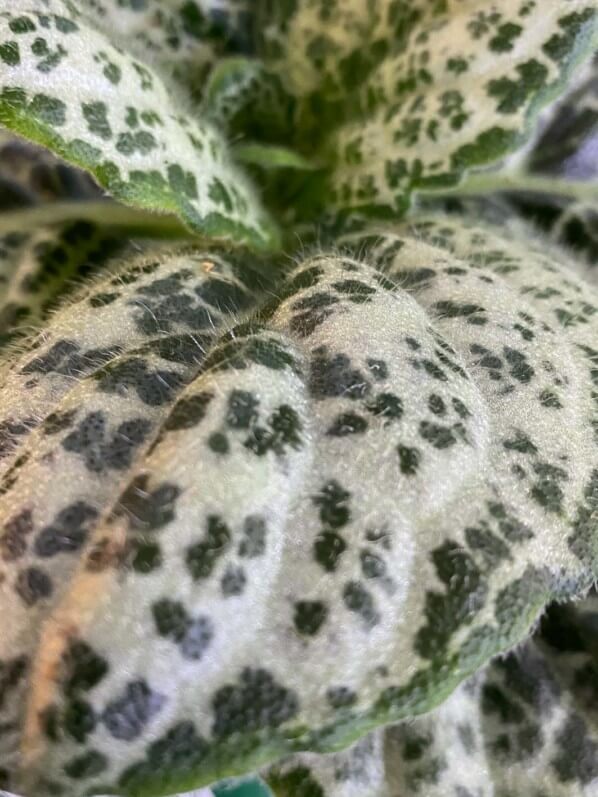 Streptocarpus 'Pretty Turtle', Gesnériacées, plante d'intérieur, Paris 19e (75)