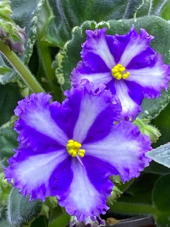 Saintpaulia 'Lyon's Fortune Teller', Streptocarpus 'Lyon's Fortune Teller', Streptocarpus (Saintpaulia) 'Lyon's Fortune Teller', Saintpaulia (Streptocarpus), Gesnériacées, plante d'intérieur