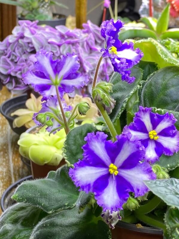 Saintpaulia 'Lyon's Fortune Teller', Streptocarpus 'Lyon's Fortune Teller', Streptocarpus (Saintpaulia) 'Lyon's Fortune Teller', Saintpaulia (Streptocarpus), Gesnériacées, plante d'intérieur