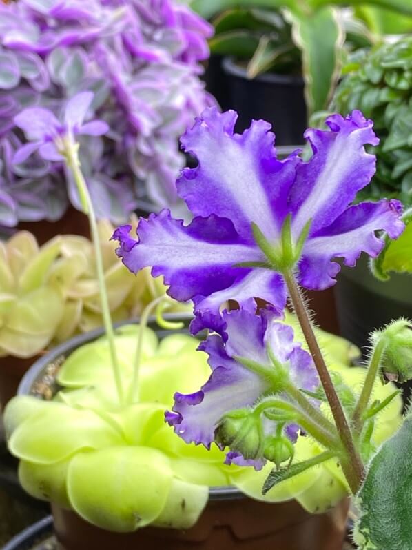 Saintpaulia 'Lyon's Fortune Teller', Streptocarpus 'Lyon's Fortune Teller', Streptocarpus (Saintpaulia) 'Lyon's Fortune Teller', Saintpaulia (Streptocarpus), Gesnériacées, plante d'intérieur