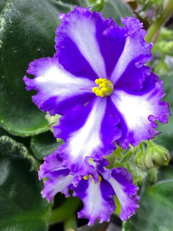 Saintpaulia 'Lyon's Fortune Teller', Streptocarpus 'Lyon's Fortune Teller', Streptocarpus (Saintpaulia) 'Lyon's Fortune Teller', Saintpaulia (Streptocarpus), Gesnériacées, plante d'intérieur