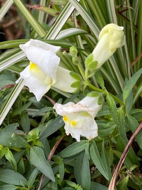 Muflier nain fleuri en hiver sur mon balcon parisien, Paris 19e (75)