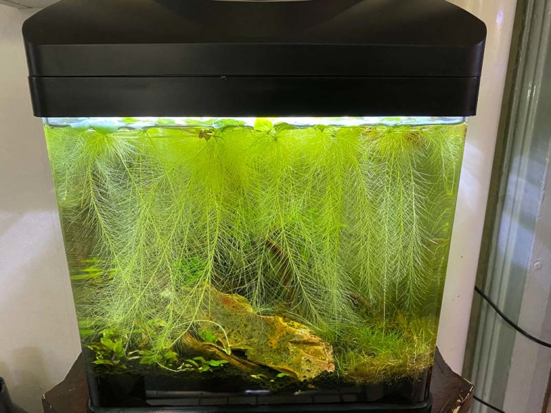 Rideau de racines de Pistia stratiotes Mini, nano aquarium, Paris 19e (75)