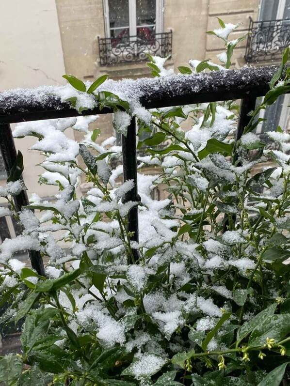 Sarcoccocca, neige en hiver sur mon balcon parisien, Paris 19e (75)