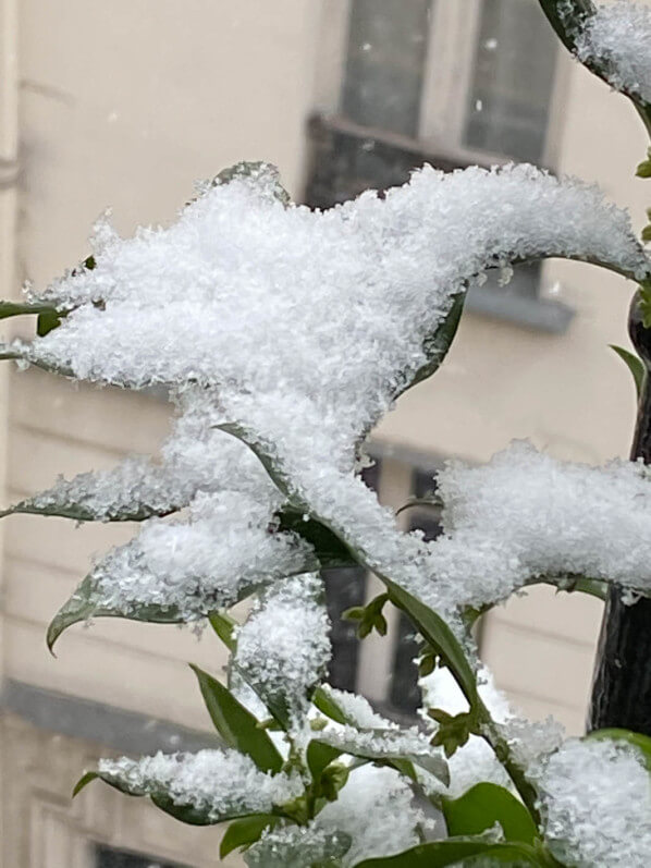 Sarcoccocca, neige en hiver sur mon balcon parisien, Paris 19e (75)