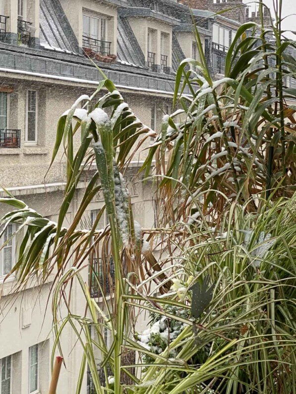 Canne de Provence, neige en hiver sur mon balcon parisien, Paris 19e (75)