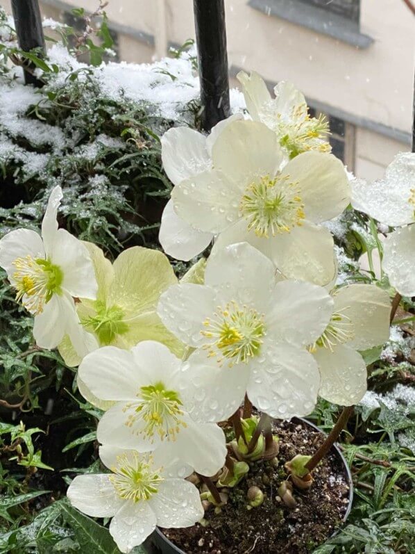 Rose de Noël, Helleborus niger, neige en hiver sur mon balcon parisien, Paris 19e (75)