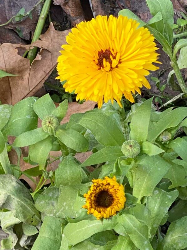 Souci en fleur (Calendula) en hiver, Paris 15e (75)