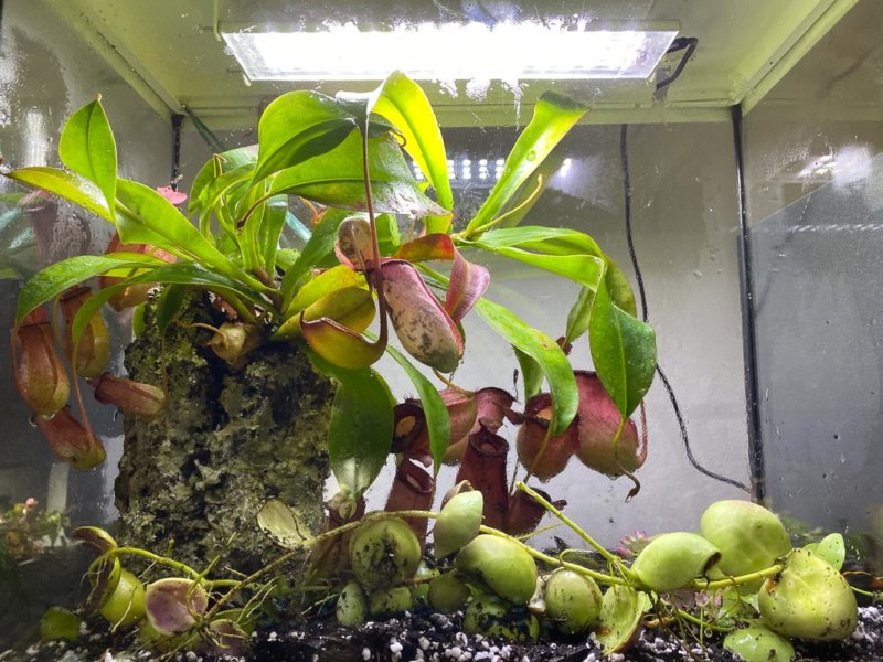 Nepenthes 'Bloody Mary', Dischidia, terrarium, plante d'intérieur, Paris 19e (75)