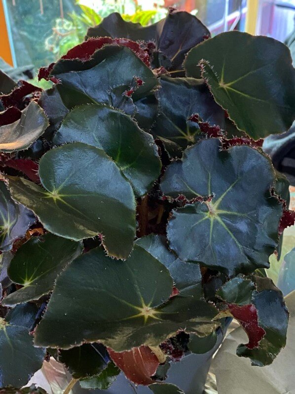 Lire la suite à propos de l’article Nouvelle acquisition : Begonia ‘Black Jungle’