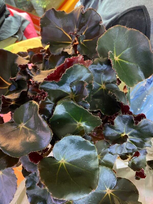 Begonia 'Black Jungle', Bégoniacées, plante d'intérieur, Paris 19e (75)