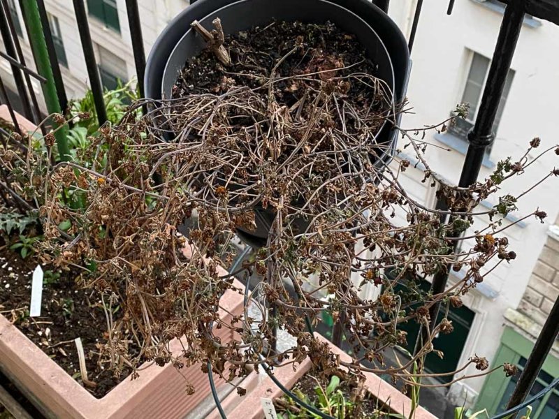 Bidens après les fortes gelées en hiver sur mon balcon parisien, Paris 19e (75)