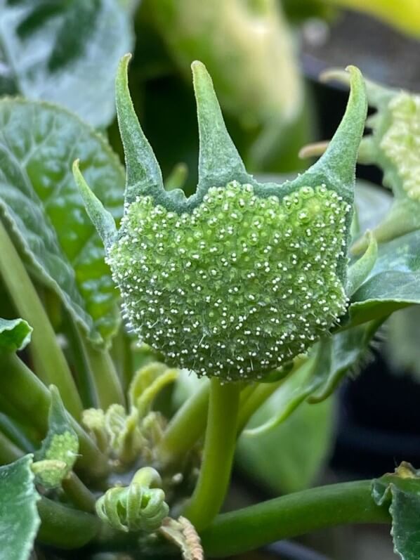 Dorstenia foetida,  plante d'intérieur, Paris 19e (75)