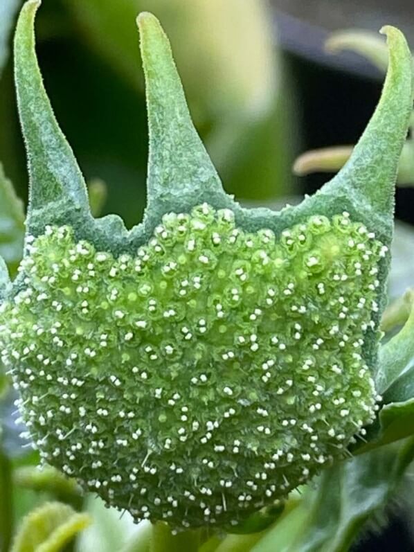 Dorstenia foetida,  plante d'intérieur, Paris 19e (75)