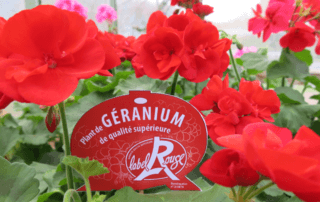 Géranium (Pelargonium) Label Rouge, Excellence Végétale