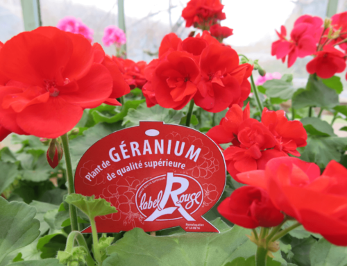 Label Rouge, signe officiel de qualité pour des plantations réussies