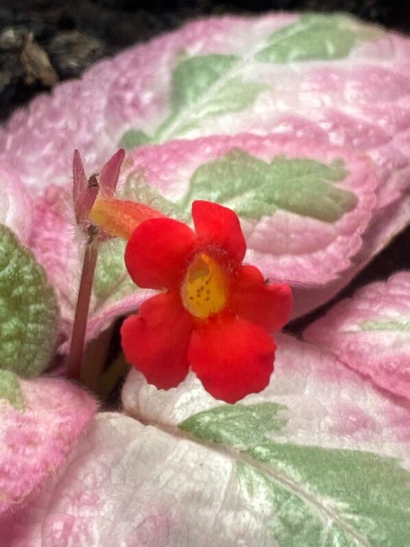 Lire la suite à propos de l’article Mélange de couleurs très couture pour Episcia ‘Pink Brocade’
