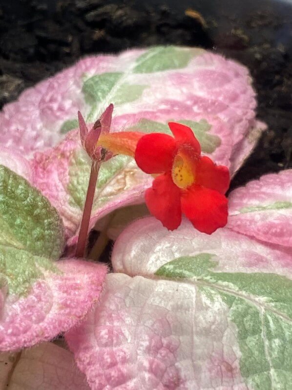 Episcia 'Pink Brocade', plante d'intérieur, Paris 19e (75)