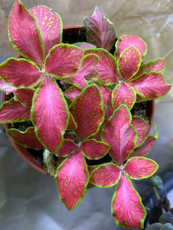 Fittonia, plante d'intérieur, Paris 19e (75)