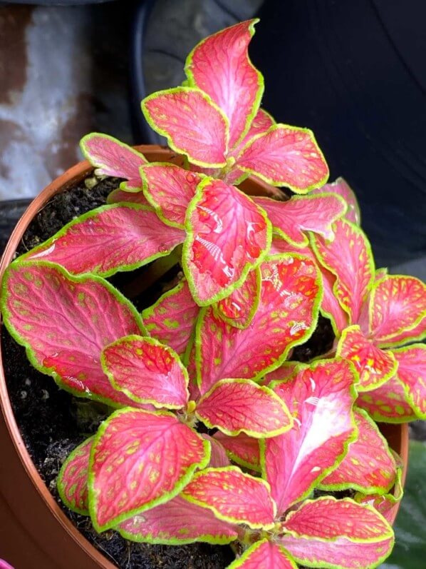 Lire la suite à propos de l’article Fittonia très rouge flashy