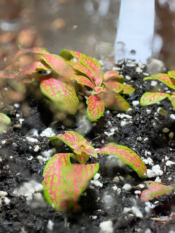 Fittonia, plante d'intérieur, terrarium, Paris 19e (75)